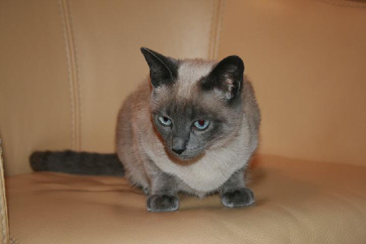 2007-06 Saphir 029.jpg